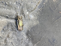 Minuca longisignalis