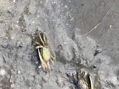 Minuca longisignalis