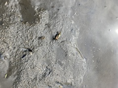 Minuca longisignalis