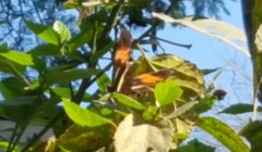 Heliconius erato phyllis