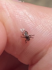Lipoptena depressa