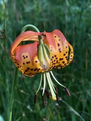 Lilium pardalinum vollmeri