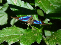 Doxocopa laurentia