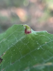 Hormaphis hamamelidis