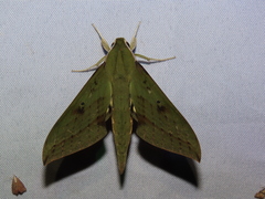Xylophanes colombiana