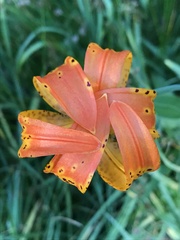 Lilium pardalinum vollmeri