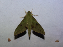 Xylophanes colombiana