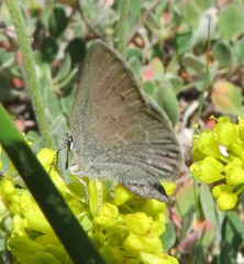 Satyrium semiluna