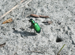 Cicindela denikei