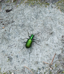 Cicindela denikei