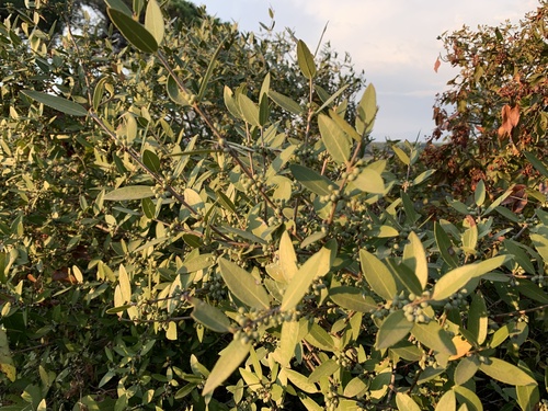 Green Olive Tree