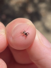 Lipoptena depressa