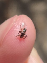 Lipoptena depressa