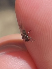 Lipoptena depressa