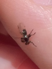 Lipoptena depressa