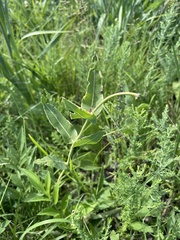 Asclepias meadii