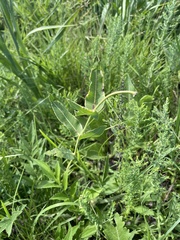 Asclepias meadii