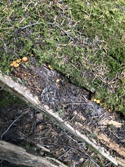 Xeromphalina enigmatica