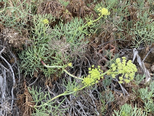 Rock samphire