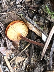Xeromphalina enigmatica