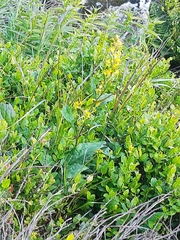 Solidago virgaurea minuta
