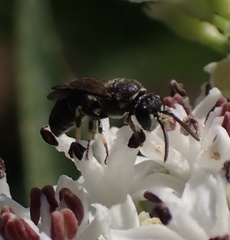 Hylaeus communis