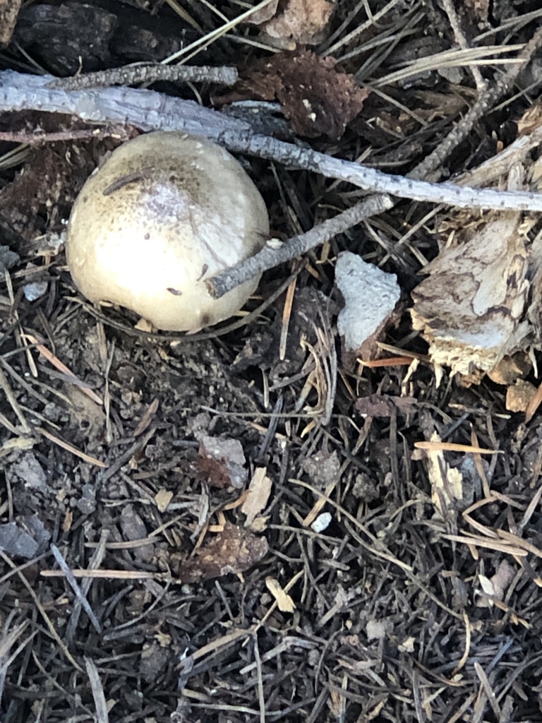 Pluteus brunneidiscus from Apache County, US-AZ, US on July 22, 2022 at ...