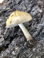Pluteus brunneidiscus