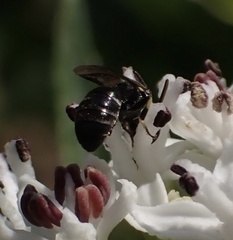 Hylaeus communis