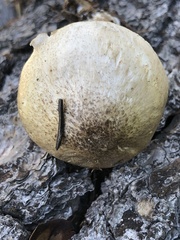Pluteus brunneidiscus