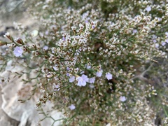 Limonium pontium