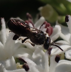 Hylaeus communis