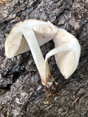 Pluteus brunneidiscus