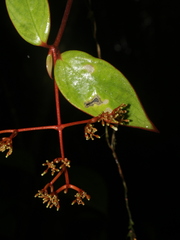 Notopleura parasitica image