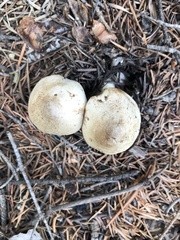 Tricholoma smithii