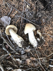 Tricholoma smithii