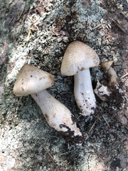 Tricholoma smithii