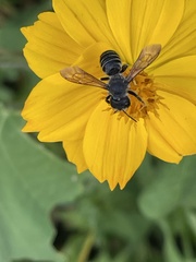 Megachile pugnata