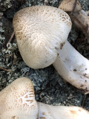 Tricholoma smithii