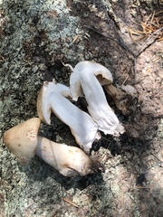 Tricholoma smithii