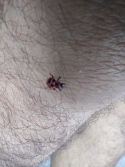 Coleomegilla maculata