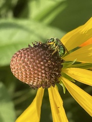 Augochlorini