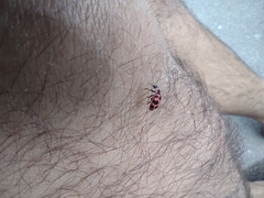 Coleomegilla maculata