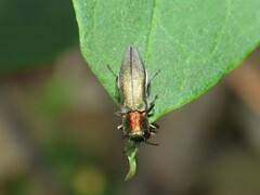 Agrilus smaragdifrons