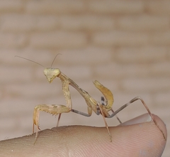 Stagmomantis
