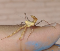 Stagmomantis