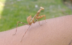 Stagmomantis
