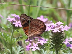 Junonia nigrosuffusa