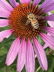 Apis mellifera
