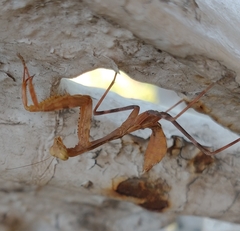 Stagmomantis